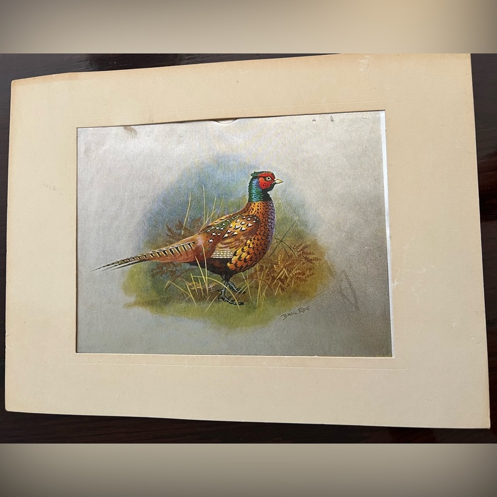 Two Vintage Bird Prints, One is a Basil Ede